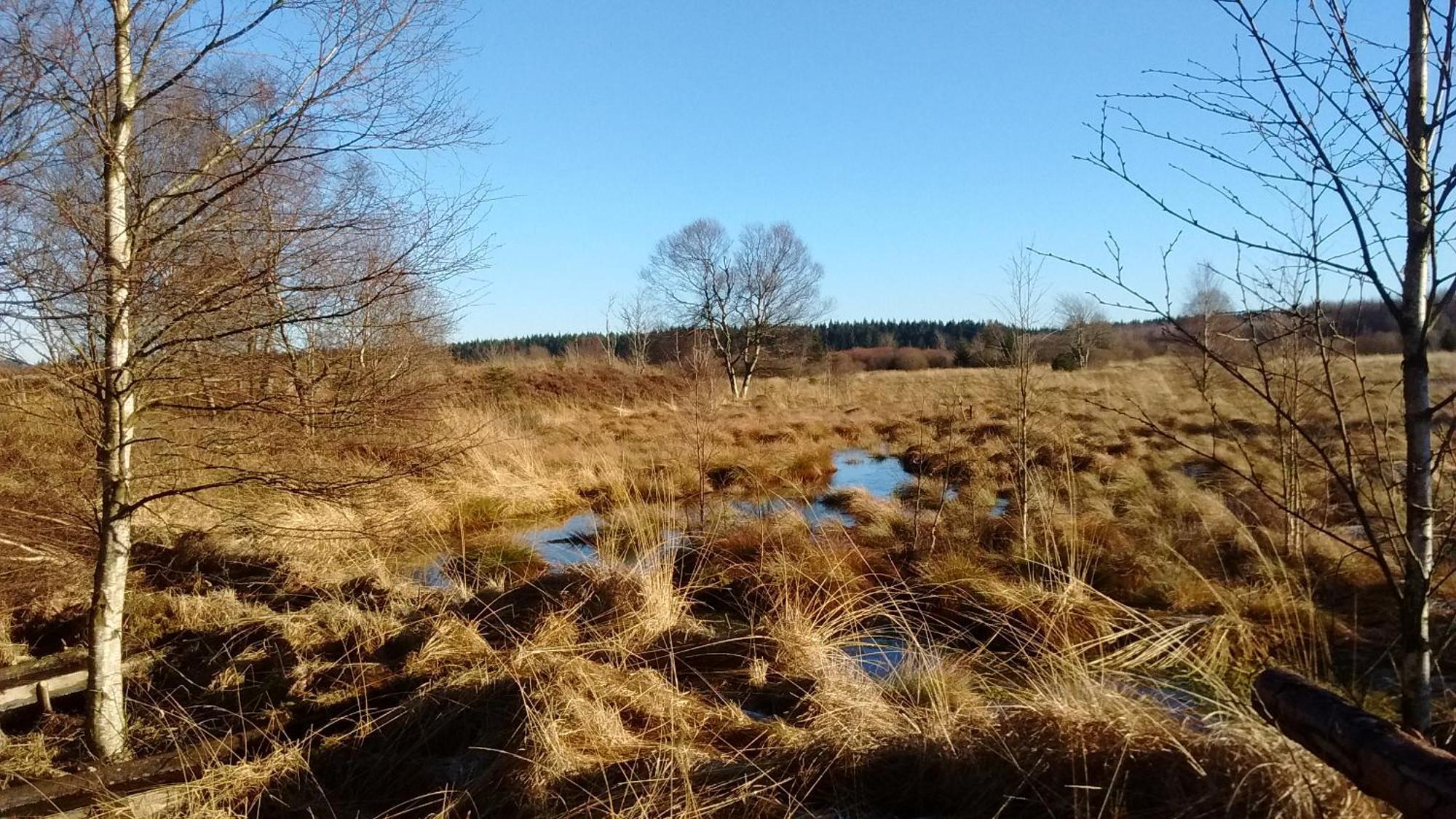 Hallerblick *